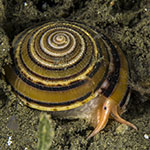 Architectonica modesta